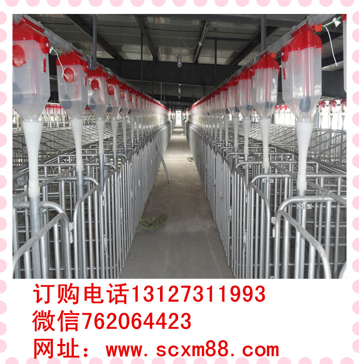 自動化喂豬系統(tǒng)現(xiàn)代化養(yǎng)豬設備料線