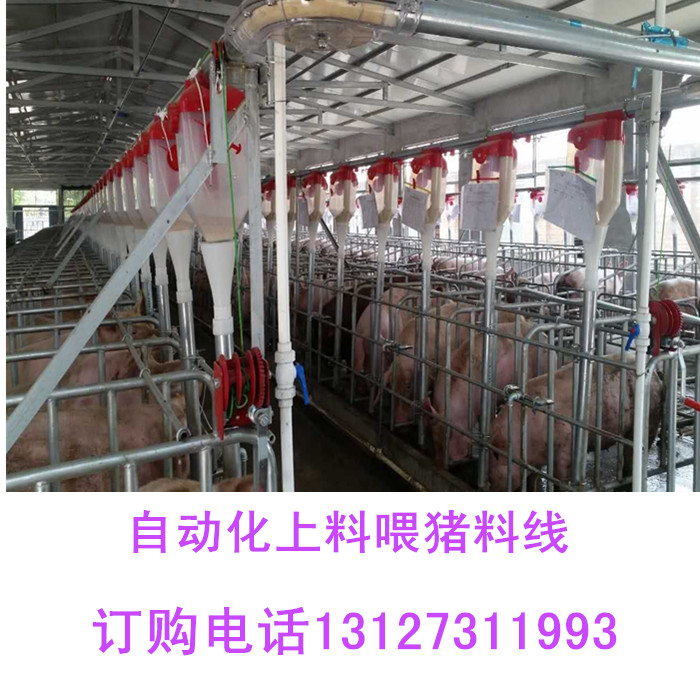 安裝自動化喂豬設備料線