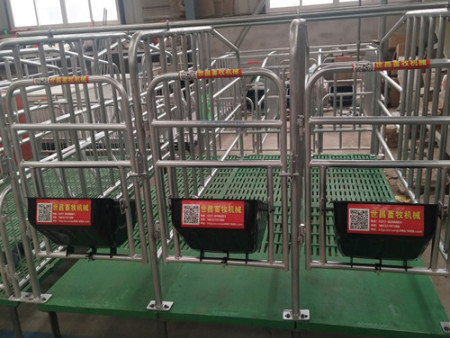 帶漏糞板母豬定位欄